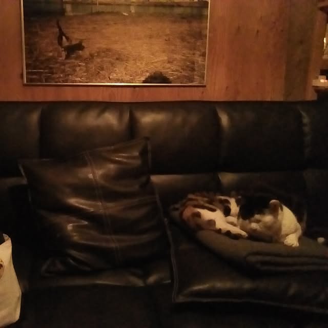 catloveさんの実例写真