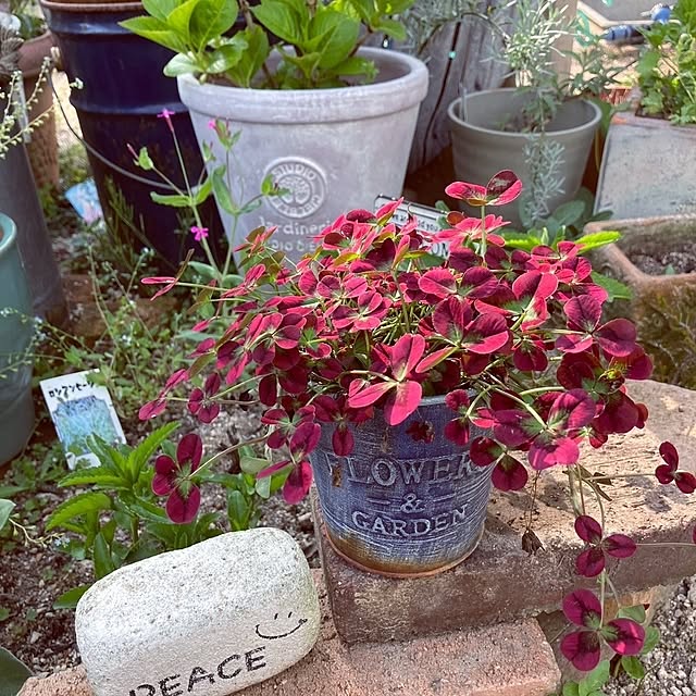 min_nimさんの実例写真