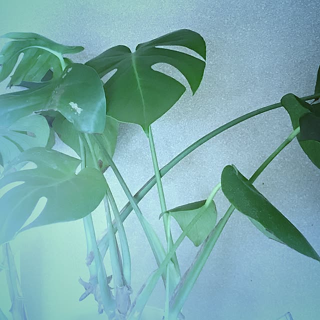 seroriさんの実例写真