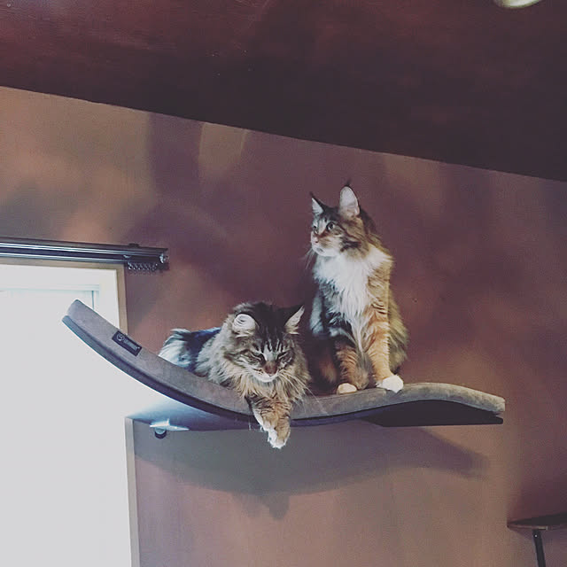 decorameowさんの実例写真