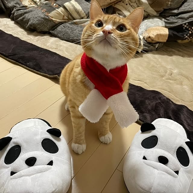 koromaroさんの部屋