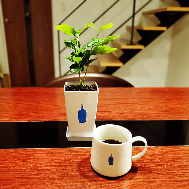 机/観葉植物のある暮らし/観葉植物/コーヒータイム/コーヒー...などのインテリア実例 - 2020-08-16 00:27:54