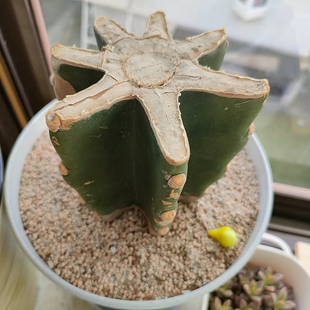cocomintさんの実例写真