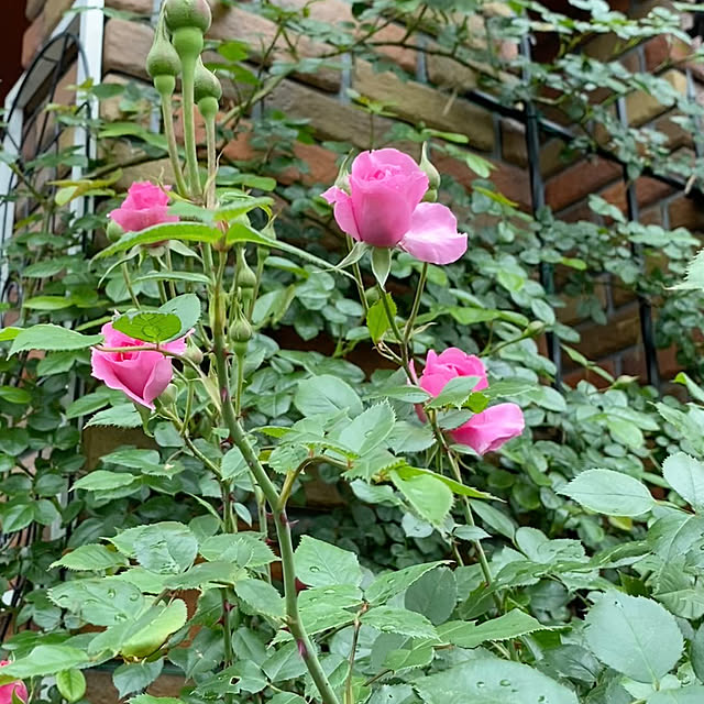 RoseLife5818さんの部屋