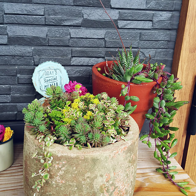 玄関/入り口/多肉植物のインテリア実例 - 2019-05-21 01:38:09