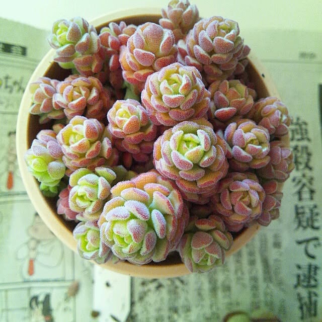 azさんの実例写真
