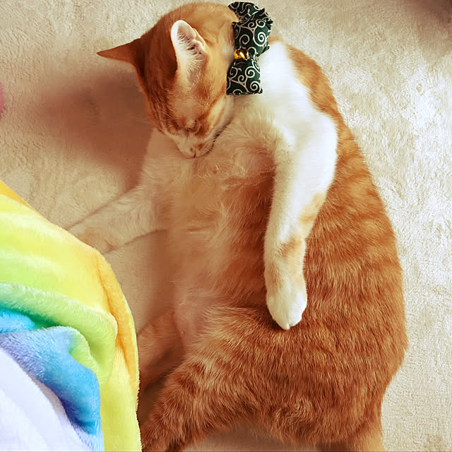 brbrnknkさんの実例写真