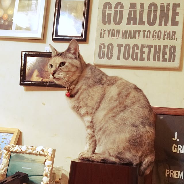 nyasさんの実例写真