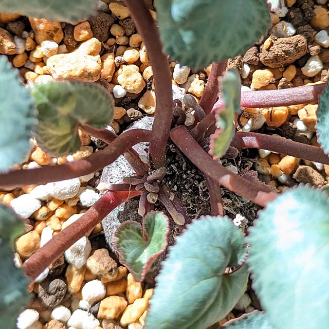 mi-saさんの部屋