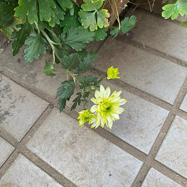 mamizaさんの部屋