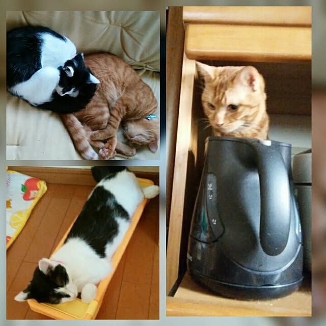 yum0408さんの実例写真