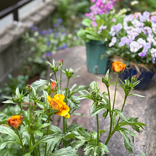 buchiさんの部屋