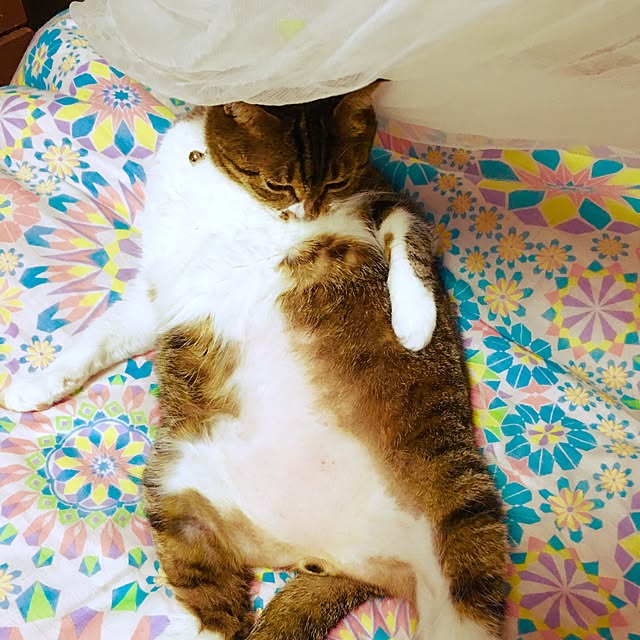 brbrnknkさんの実例写真