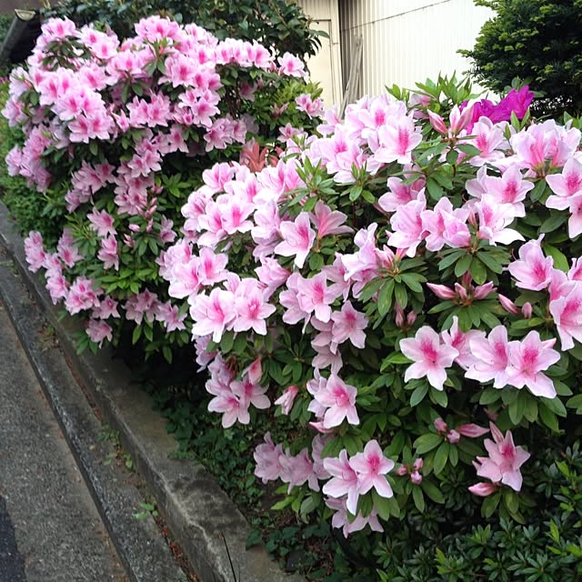 zarasiさんの実例写真