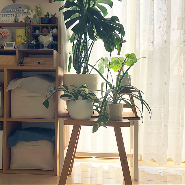 loliontoaliceveの-モンステラ 観葉植物 送料無料 モンステラ6号 プレゼント ギフト 卒業祝い 入学祝い 退職祝い 新築祝い 引越し祝い 開店祝い 開所祝い 開業祝い 移転祝い 誕生日 お礼 お祝い 結婚記念日 結婚祝い 就職祝いの家具・インテリア写真