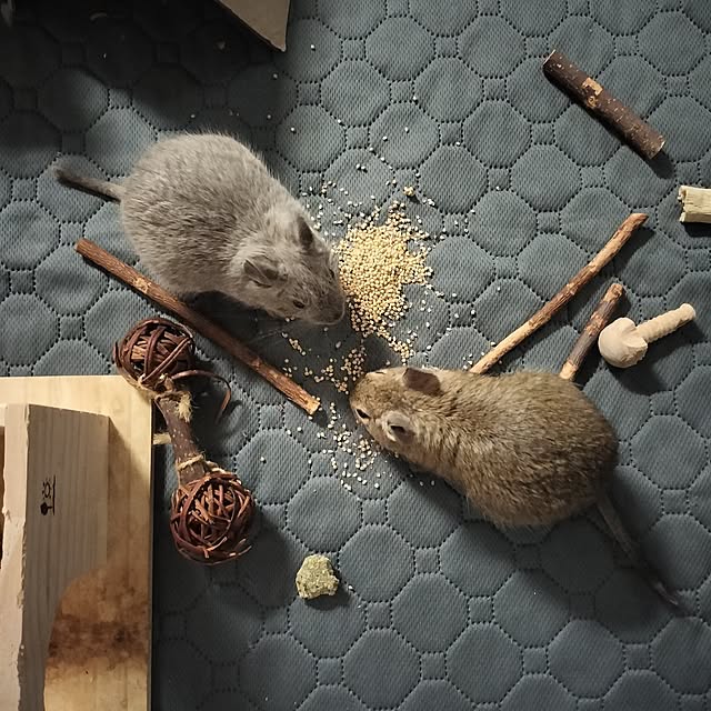 minmiさんの実例写真
