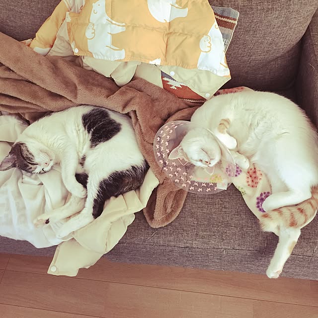 minkokoさんの実例写真