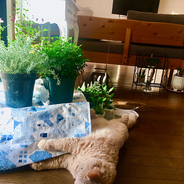 naokoさんの部屋