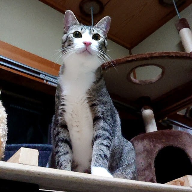 gomachaboさんの実例写真