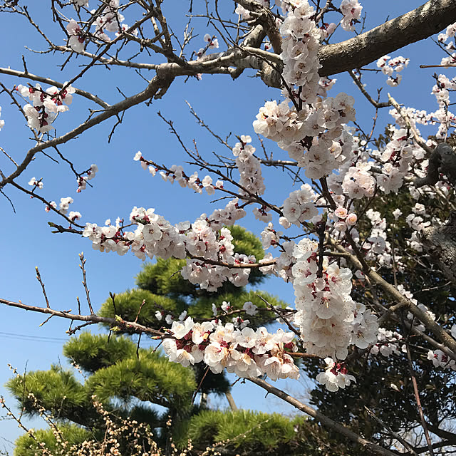Nagakoさんの実例写真