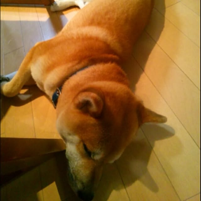 kotaさんの実例写真