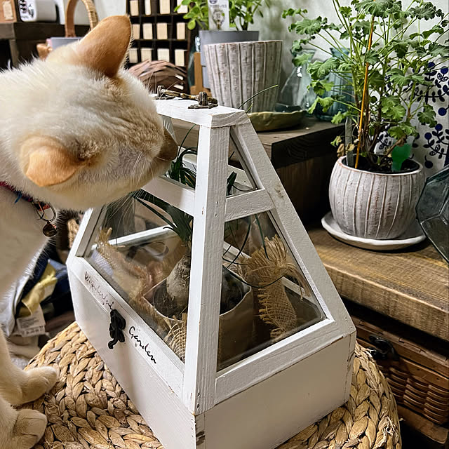 mohhaさんの実例写真