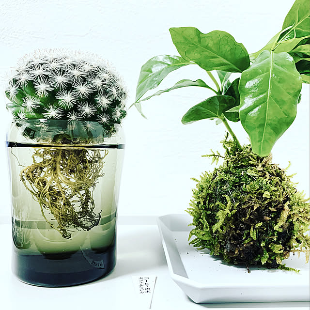 雑貨/多肉植物/ベッド周りのインテリア実例 - 2020-07-14 01:24:56
