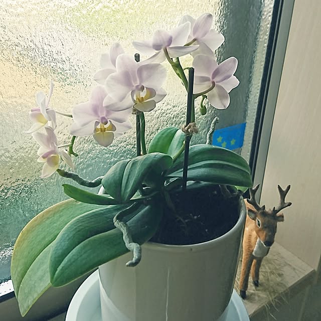 AZさんの実例写真
