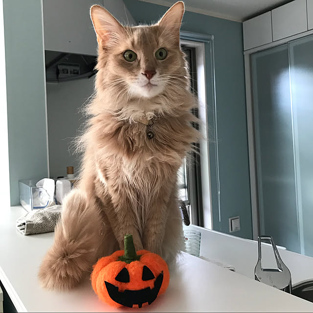 mofucatさんの実例写真