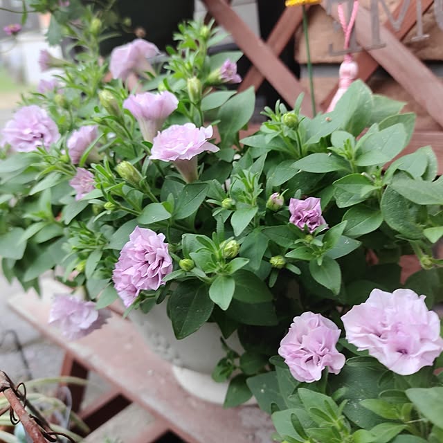 kiraさんの部屋