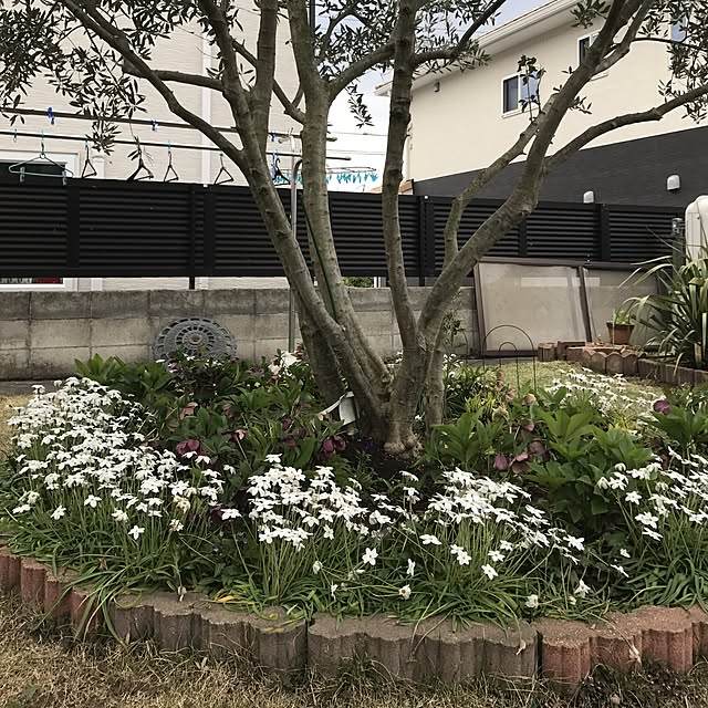 Shizuko.joneさんの実例写真