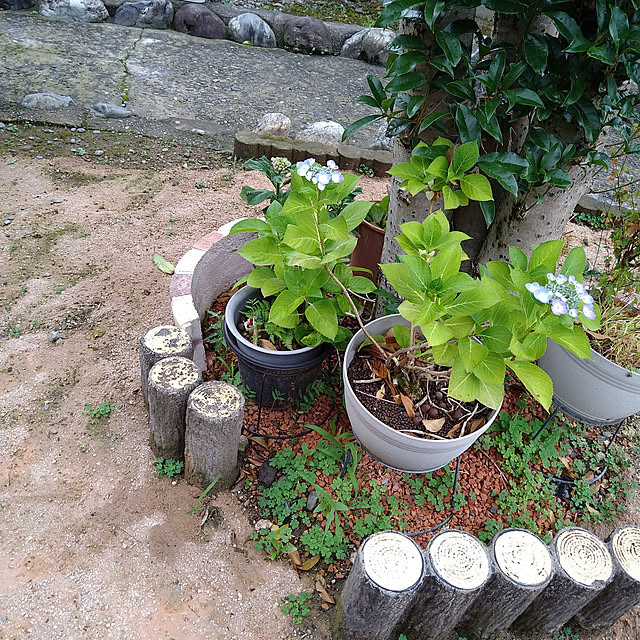 ameamekaasanさんの実例写真