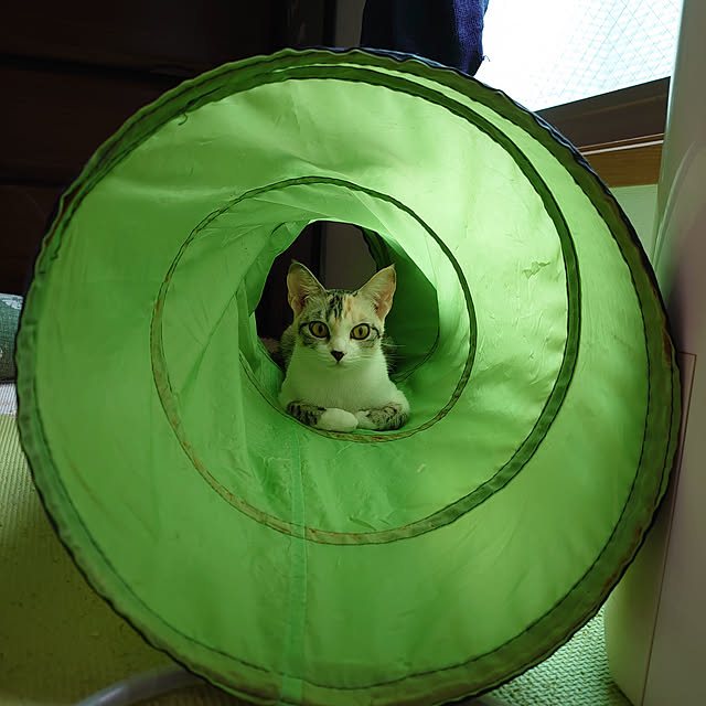 shinobuさんの実例写真