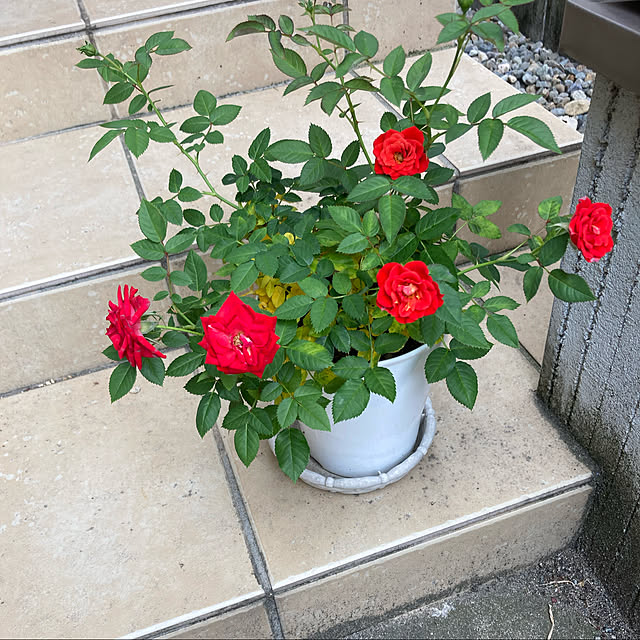 Appleさんの実例写真
