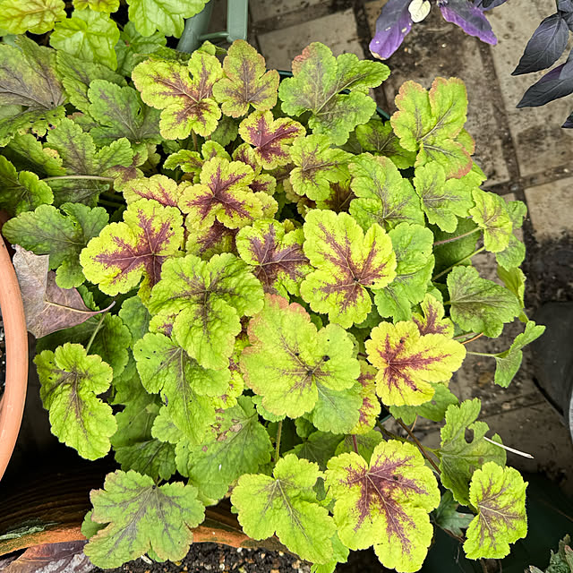 mamizaさんの部屋