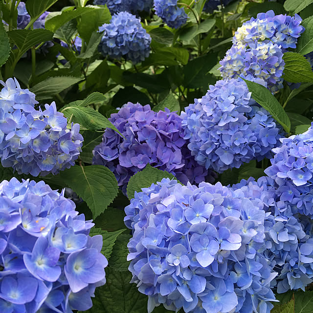 akekuroankoさんの実例写真