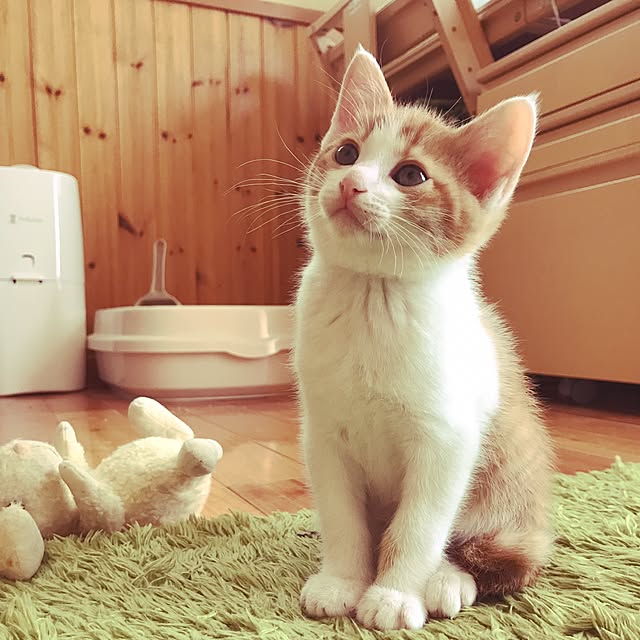 noraさんの実例写真