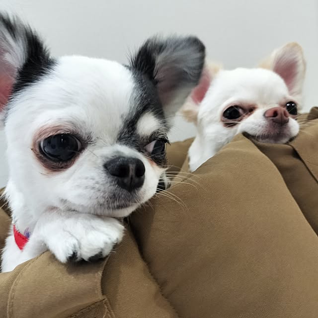 kurumi08さんの実例写真