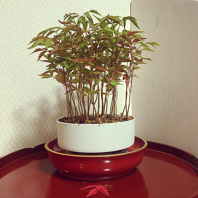 fuyiqian1026さんの実例写真