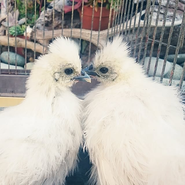 pepeさんの実例写真