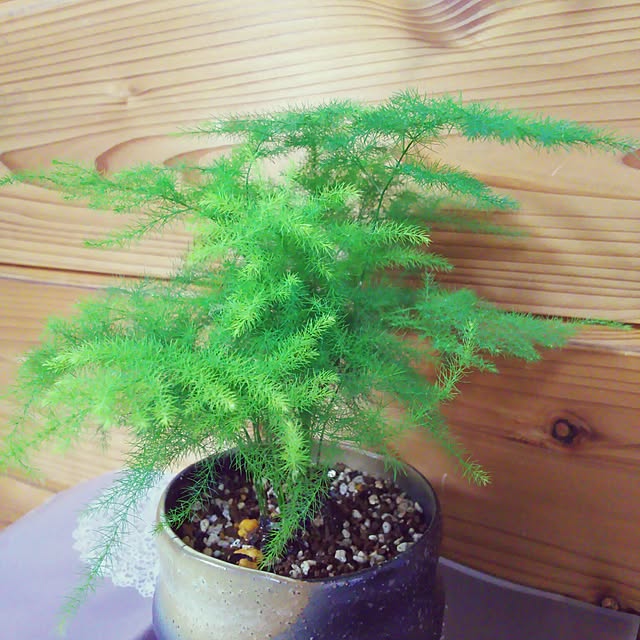 リビング/観葉植物のインテリア実例 - 2015-12-15 09:49:07