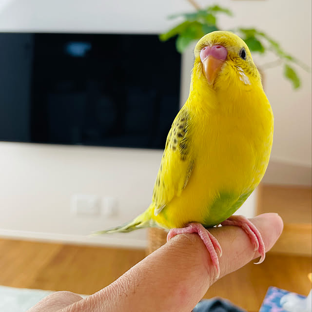 Otsuuu_houseさんの実例写真