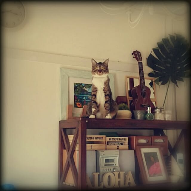 Lukiさんの実例写真
