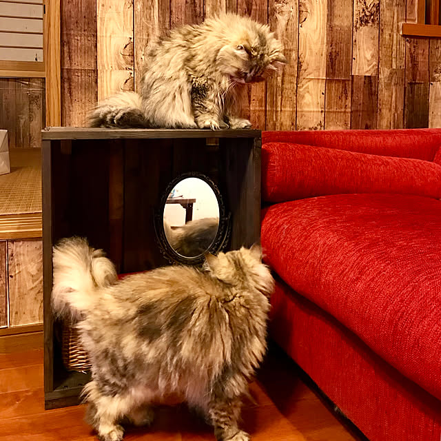 butachanさんの実例写真