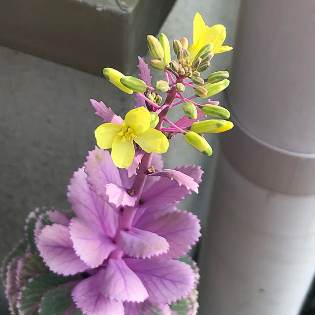 yukkoさんの部屋