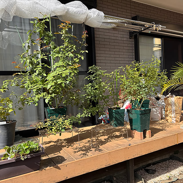 chaimomさんの部屋