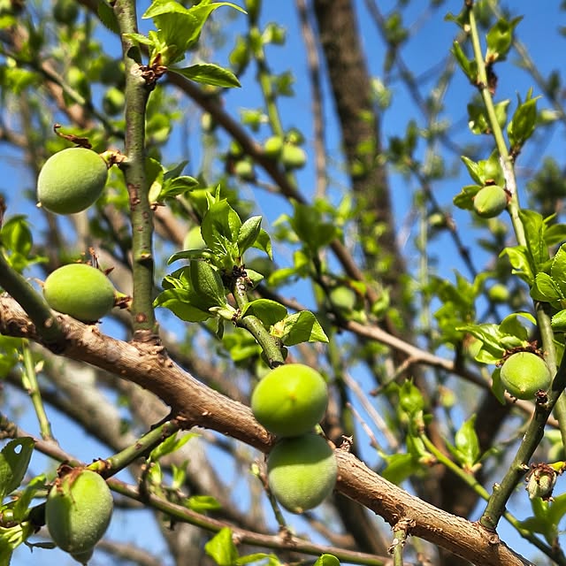 Rubiconさんの部屋