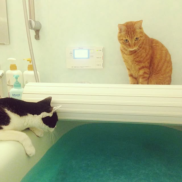 youkoさんの実例写真