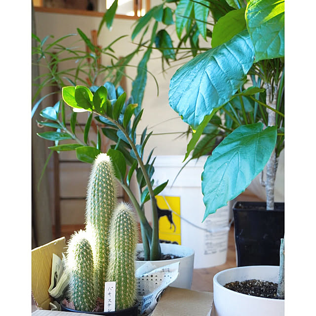 サボテン/ウンベラーダ/観葉植物/観葉植物のある暮らし/NO GREEN NO LIFE...などのインテリア実例 - 2020-12-28 16:40:39