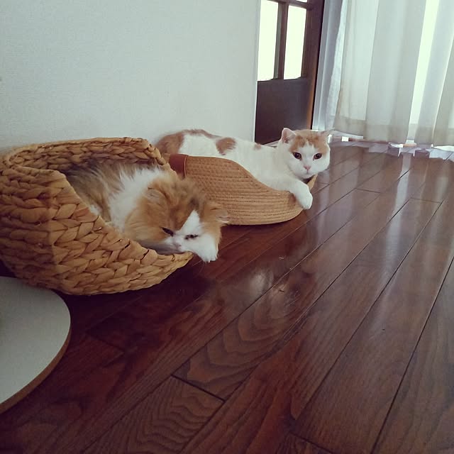 amutantanさんの実例写真